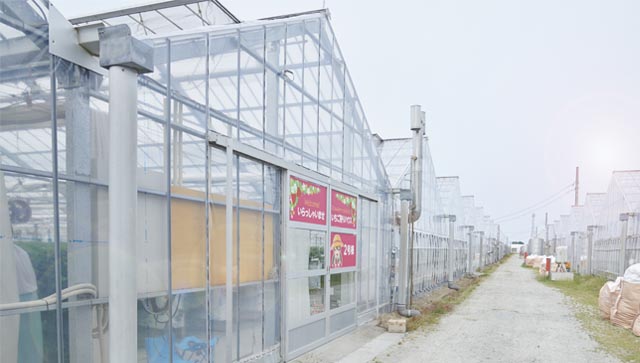 いちごハウスが立ち並ぶ敷地内